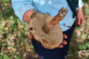 Грибы подберезовики: описание видов и варианты приготовления Какой гриб любит березки