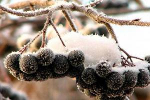 Что приготовить из черноплодной рябины на зиму – делюсь полезными рецептами!